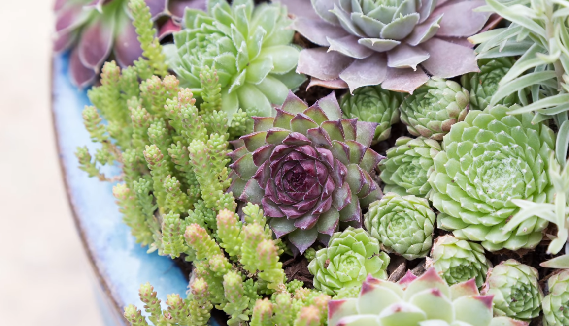 Can Succulents Survive Winter? WeatherStationPro